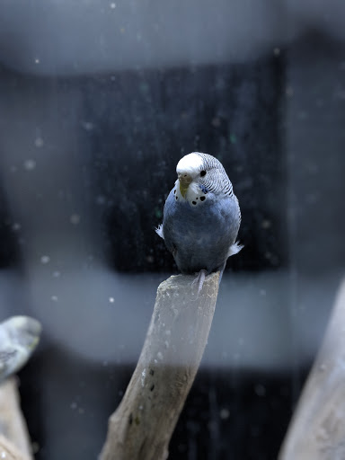 Pet Store «Pet Kingdom», reviews and photos, 2302 Central Ave, Kearney, NE 68847, USA