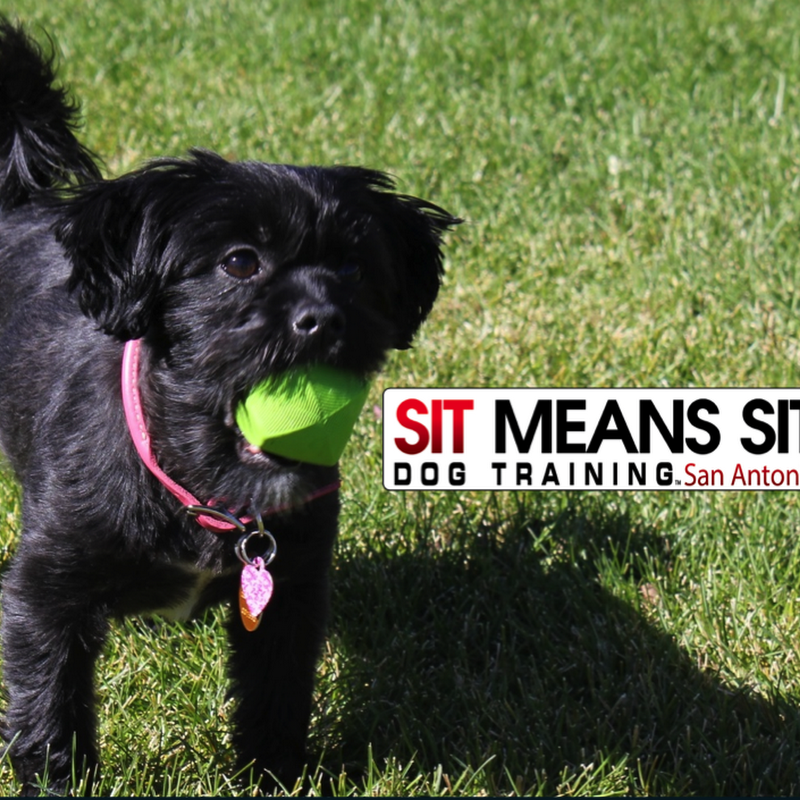 Sit Means Sit Dog Training