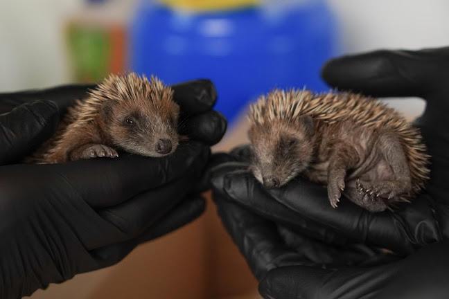 Igelpflegestation Walter Zoo Öffnungszeiten