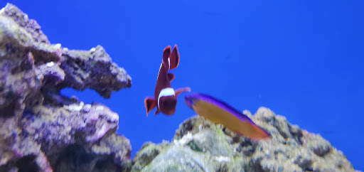 Pet Supply Store «Petco Animal Supplies», reviews and photos, 4491 Kirkwood Hwy, Wilmington, DE 19808, USA