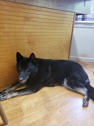 Pet Supply Store «Happy Tails Inc», reviews and photos, 194 Turkeysag Trail, Palmyra, VA 22963, USA