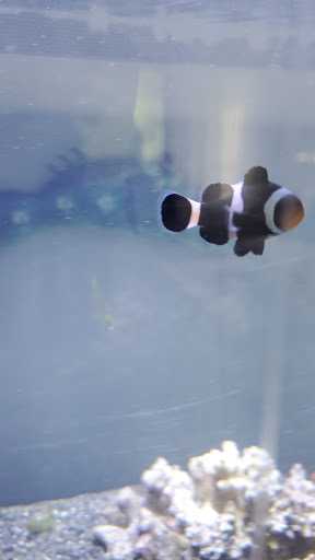 Tropical Fish Store «House of Fins», reviews and photos, 99 Bruce Park Ave, Greenwich, CT 06830, USA