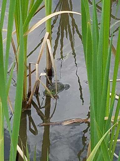 Park «Scioto Audubon Metro Park.», reviews and photos, 400 W Whittier St, Columbus, OH 43215, USA