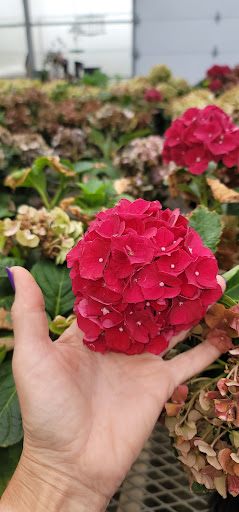 Florist «St. Clair Greenhouses & Florist», reviews and photos, 7043 Big Hand Rd, St Clair, MI 48079, USA