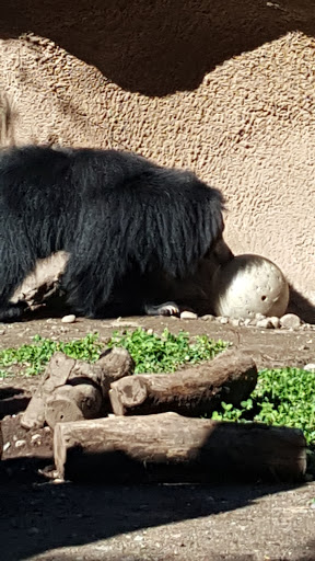 Zoo «Capron Park Zoo», reviews and photos, 201 County St, Attleboro, MA 02703, USA