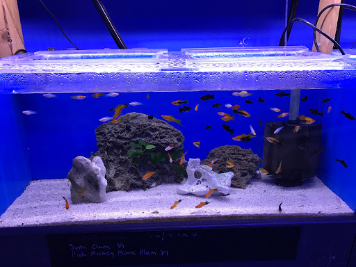 Tropical Fish Store «Aquatic Collection», reviews and photos, 1212 W Winton Ave, Hayward, CA 94545, USA