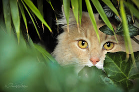 Weazly Pictures Dierenfotografie