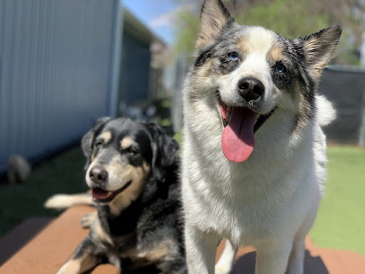 Pet Store «Happy, Clean and Smart», reviews and photos, 5700 W Kilgore Ave, Muncie, IN 47304, USA