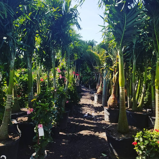 Garden Center «Westminster Nursery & Florist», reviews and photos, 30 Westminster Rd, West Hempstead, NY 11552, USA