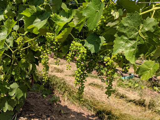 Vineyard «Hopkins Vineyard», reviews and photos, 25 Hopkins Rd, Warren, CT 06777, USA