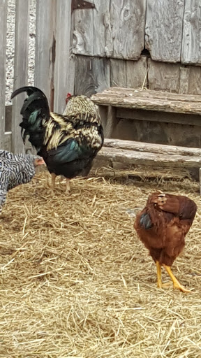 Historical Place Museum «Cobblestone Farm», reviews and photos, 2781 Packard Rd, Ann Arbor, MI 48108, USA