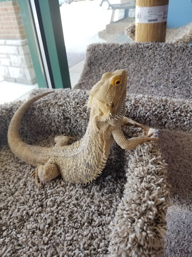 Pet Supply Store «Purely Pets», reviews and photos, 13723 23 Mile Rd, Shelby Charter Township, MI 48315, USA