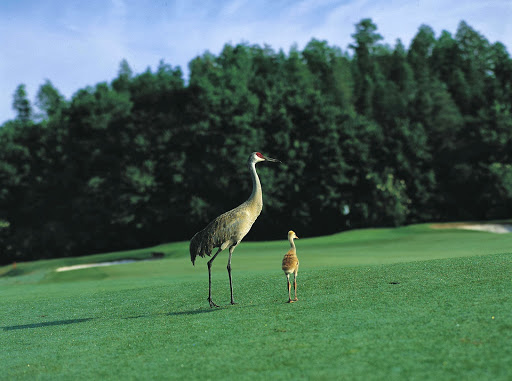 Golf Course «TPC Tampa Bay», reviews and photos, 5300 W Lutz Lake Fern Rd, Lutz, FL 33558, USA