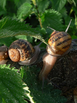 L'Escargot du Maine à Ballon-Saint-Mars