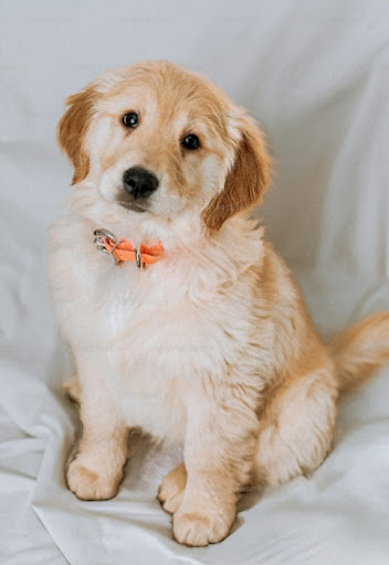 Photo of Rc Chimney Sweep Solutions