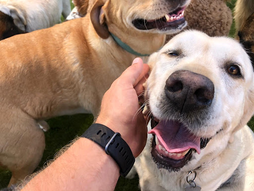 Whitaker Dog Day Camp - Dog Daycare and Boarding image