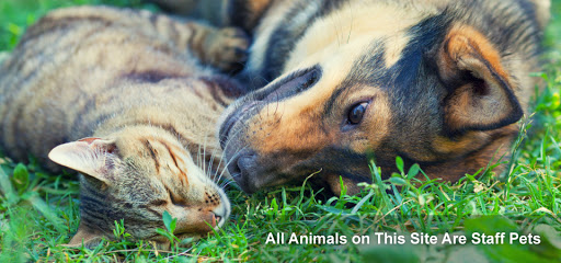 St. Laurent Animal Hospital image