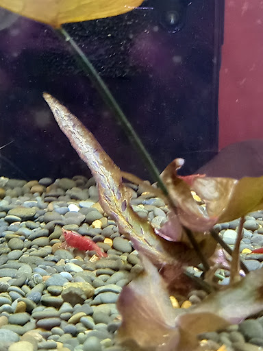 Pet Supply Store «PetSmart», reviews and photos, 5857 NJ-42, Turnersville, NJ 08012, USA