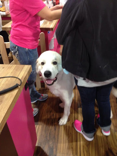 Pet Groomer «Woof Gang Bakery Rockwall», reviews and photos, 832 Steger Towne Rd, Rockwall, TX 75032, USA