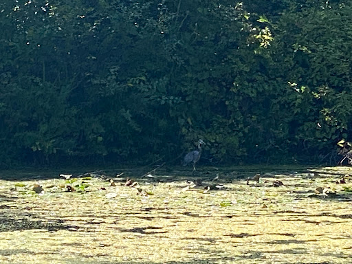 Nature Preserve «Captain Daniel Wright Woods Forest Preserve», reviews and photos, 24830 N St Marys Rd, Mettawa, IL 60045, USA