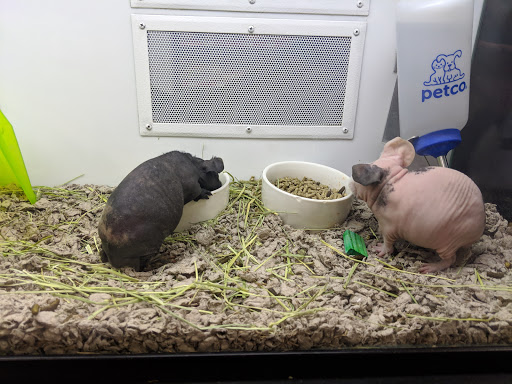 Pet Supply Store «Petco Animal Supplies», reviews and photos, 1415 E Warner Rd, Gilbert, AZ 85296, USA