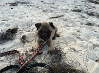 Jet Dog - Photo 4 - Car repair in , San Francisco