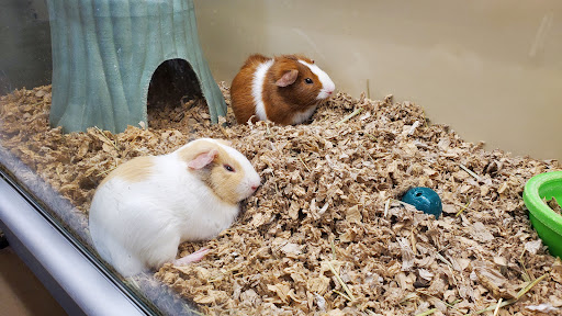 Pet Supply Store «Pet Supplies Plus», reviews and photos, 400 Lowell Ave Suite 14, Haverhill, MA 01832, USA