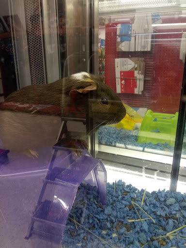 Pet Supply Store «Petco Animal Supplies», reviews and photos, 420 El Cerrito Plaza, El Cerrito, CA 94530, USA