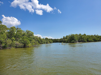 Manatee Sightseeing and Wildlife Adventures