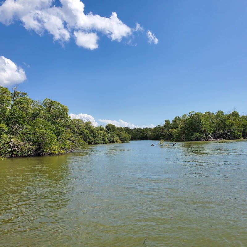 Manatee Sightseeing and Wildlife Adventures