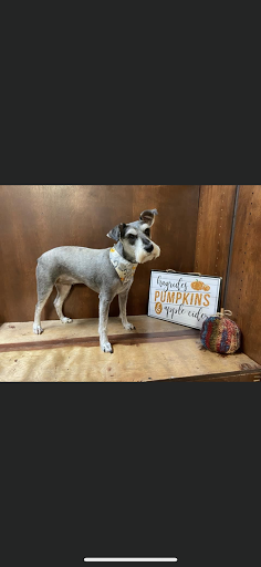 Country Clips Dog Grooming