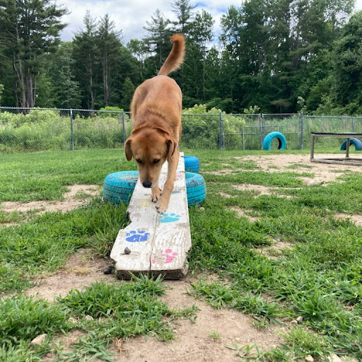 Truly Balanced Dog Care