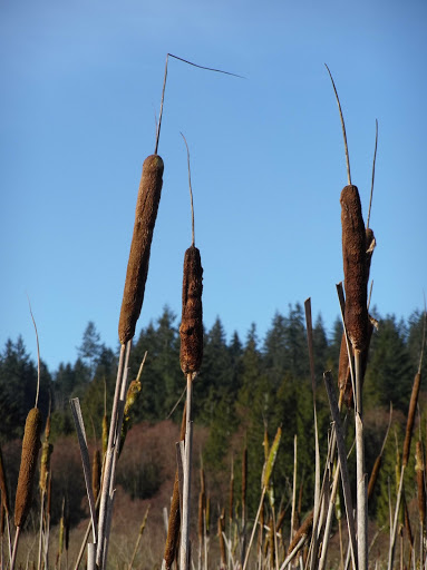 Park «N. Creek Park», reviews and photos, 1011 183rd St SE, Bothell, WA 98012, USA