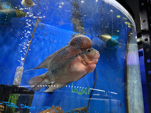 Pet Store «All Pets Club», reviews and photos, 1167 N Colony Rd, Wallingford, CT 06492, USA