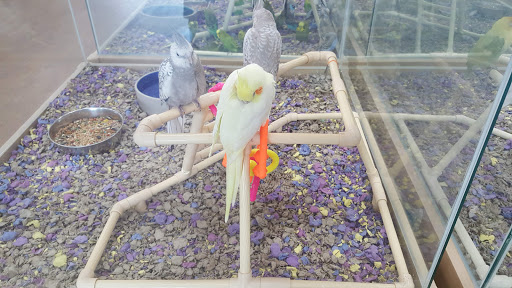 Pet Store «Petland Las Vegas», reviews and photos, 8800 W Charleston Blvd #3, Las Vegas, NV 89145, USA