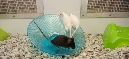 Pet Supply Store «Petco Animal Supplies», reviews and photos, 2350 Central Park Ave, Yonkers, NY 10710, USA