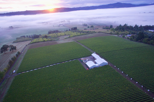 Winery «Patton Valley Vineyard», reviews and photos, 9449 SW Old Highway 47, Gaston, OR 97119, USA