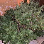 Photo n°5 de l'avis de Animula.a fait le 22/08/2021 à 21:44 sur le  Trattoria Campo Soriano à Terracina