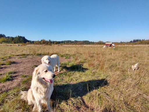 Park «Alberta Park», reviews and photos, 1905 NE Killingsworth St, Portland, OR 97211, USA