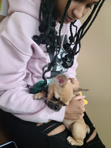 Pet Store «Petland», reviews and photos, 1514 Stonecreek Dr, Pickerington, OH 43147, USA