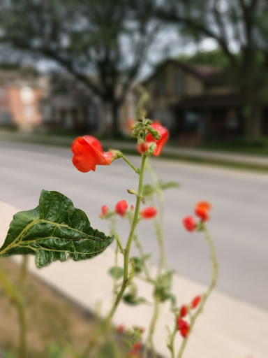 Visitor Center «Amana Colonies», reviews and photos, 622 46th Ave, Amana, IA 52203, USA
