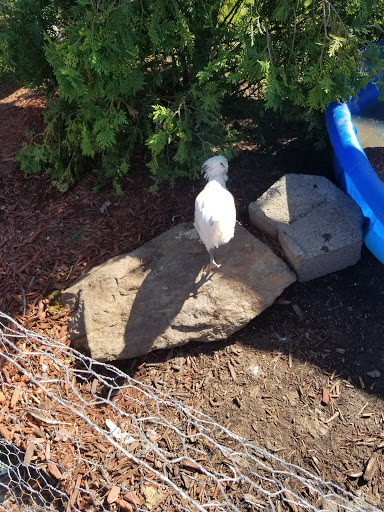 Florist «Hillside Nursery», reviews and photos, 570 E Baltimore Ave, Clifton Heights, PA 19018, USA