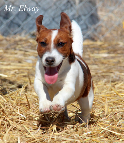 Colorado Jack Russell Terriers and French Bulldog Puppies