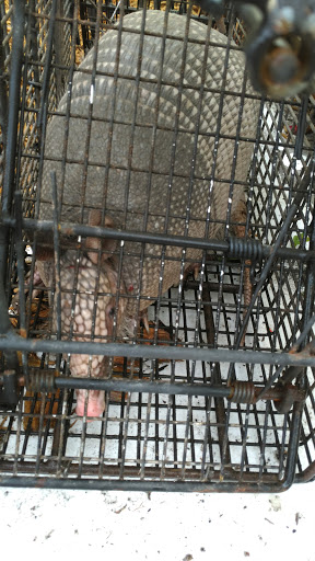 Pest Control Service «Alford Wildlife And Pest Management», reviews and photos