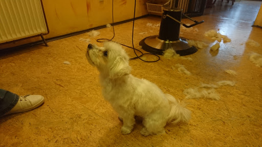 Hunde-Salon Metzner