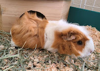 Stay and Play Pet Sitting - Photo 6 - Car repair in Temecula, CA, Oceanside