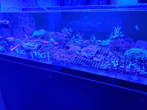Tropical Fish Store «Blue Earth Corals & Aquariums», reviews and photos, 5791 Desoto Rd, Lake Worth, FL 33463, USA