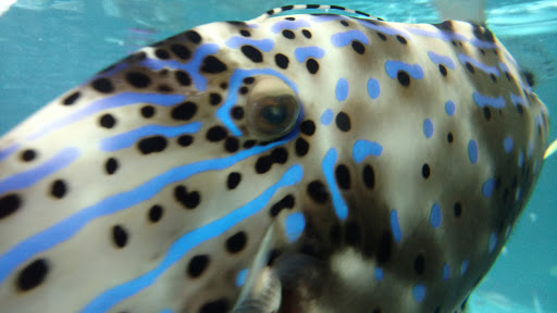 Aquarium «Florida Keys Aquarium Encounters», reviews and photos, 11710 Overseas Hwy, Marathon, FL 33050, USA