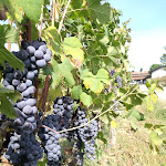 Photo n°5 de l'avis de Fabi. fait le 05/10/2019 à 13:42 sur le  Tenuta Agricola La Cava - Cantina e Agriturismo à San Damiano d'Asti