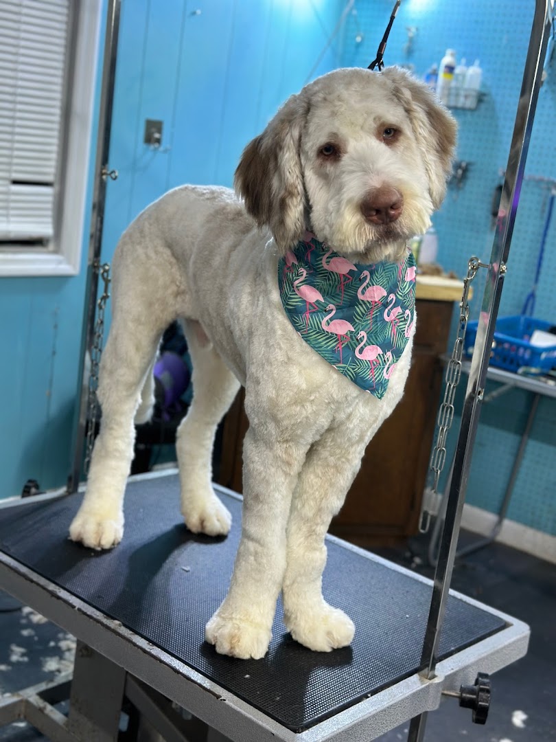 Barks And Bubbles Grooming Salon